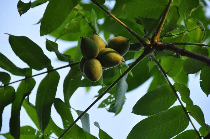 Удивительные преимущества маньчжурского ореха: красота, здоровье и вкус