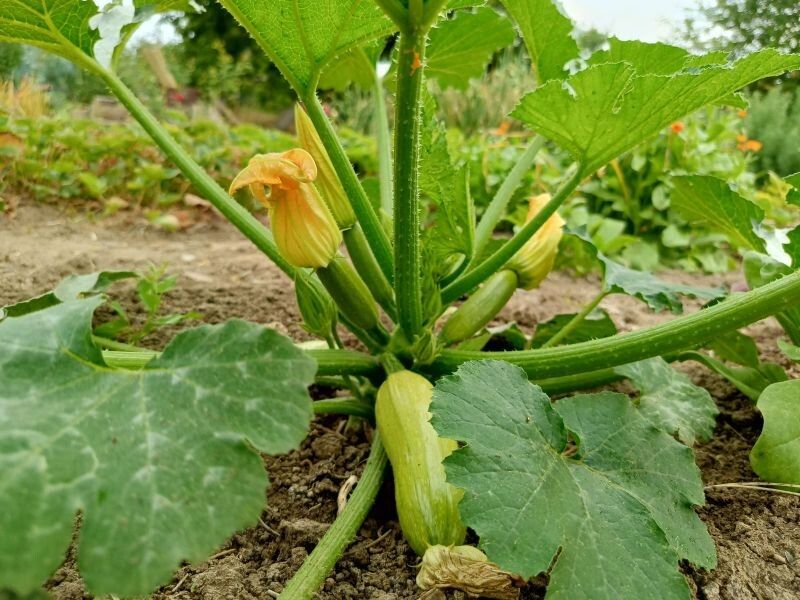 Как приготовить сочные жареные кабачки без муки: советы и альтернативы