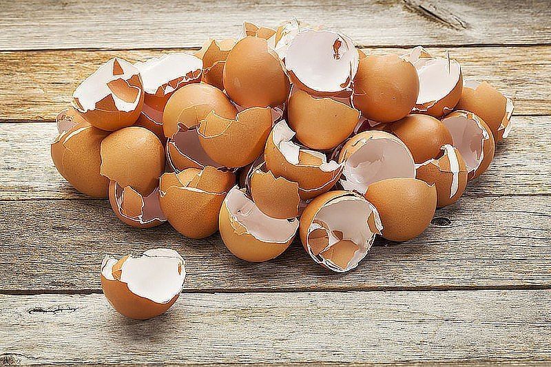 Яичная скорлупа на даче: разоблачаем мифы, вредящие растениям!