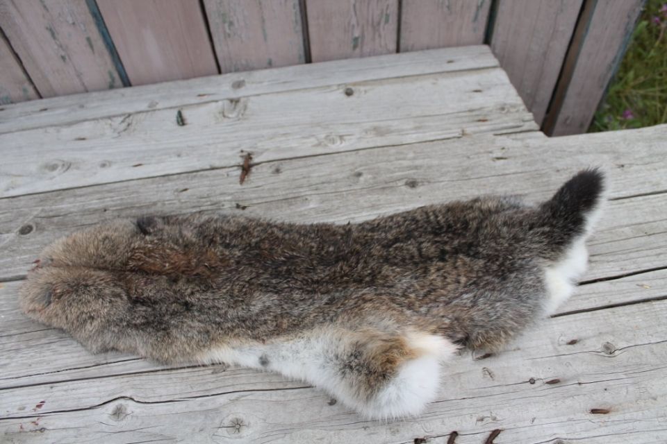 Как отделать кроличьи шкурки: от убоя до выделки