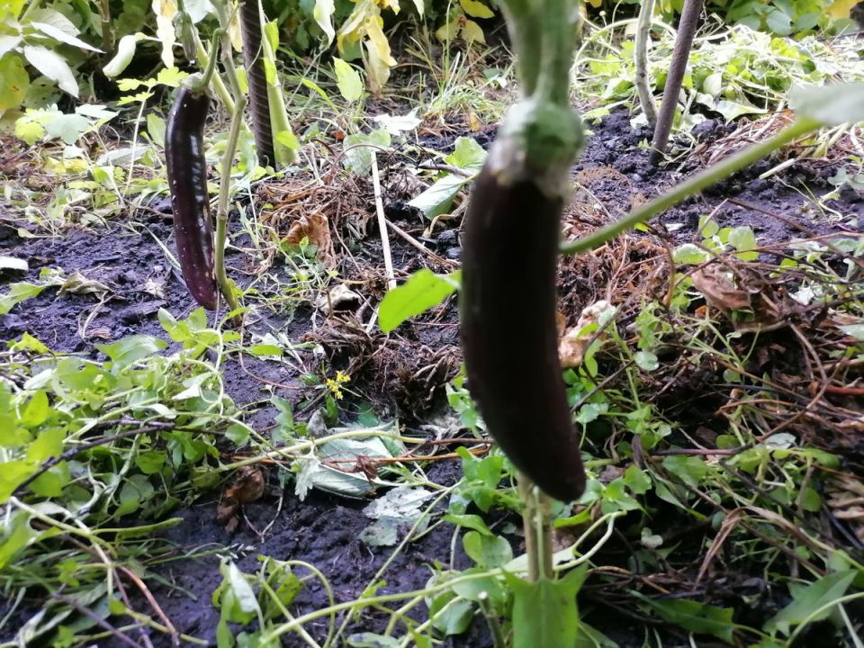 Как выращивание овощей в Сибири стало искусством: урожай, традиции и новые подходы