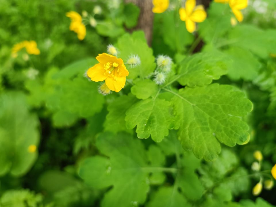 Чистотел в саду: неожиданный союзник или вредный сорняк?