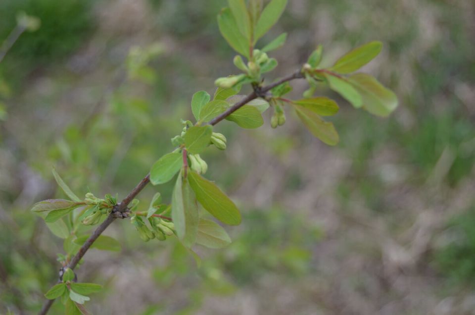 Как правильно удобрять жимолость в апреле для богатого урожая
