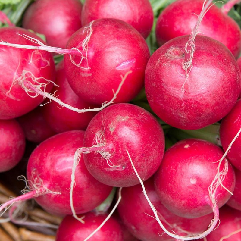 Как вырастить редис четыре раза за один сезон: секреты успешного приготовления