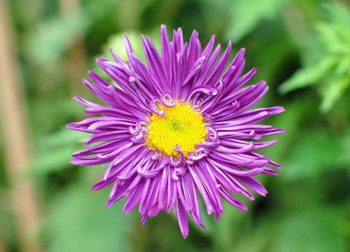 Осенние цветочные фавориты для вашего сада: что стоит посадить в сентябре