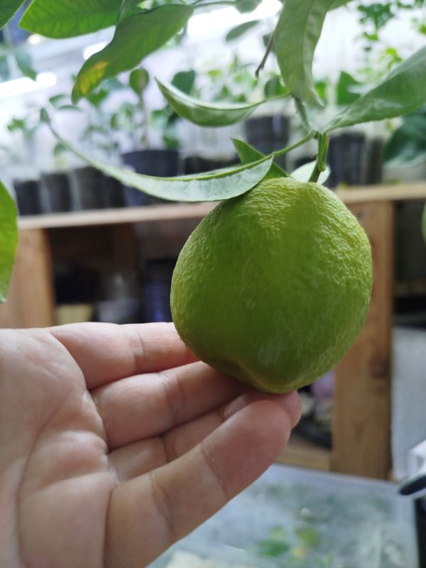 Как ухаживать за цитрусовыми в жару: ваши лучшие стратегии