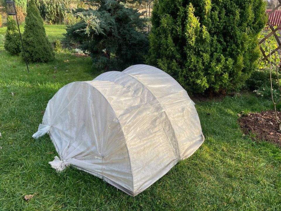 Как защитить розы и гортензии от мышей: пять простых способов