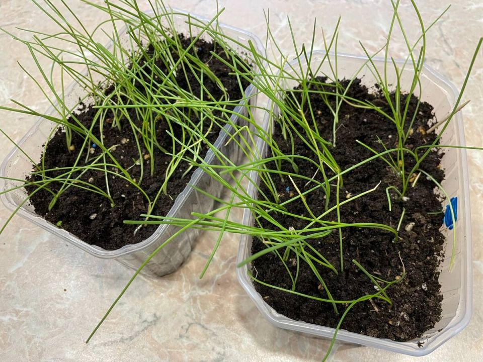 Как одна небольшая ошибка мешала вырастить идеальный лук Эксибишен