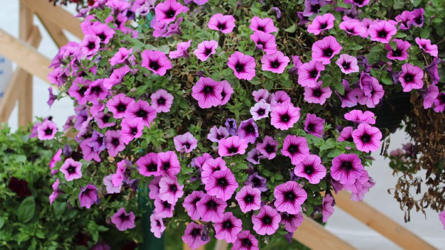 Тайны успешного выращивания ампельной петунии: секреты агронома
