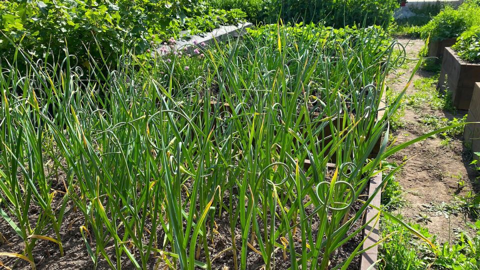 Чем полезны чесночные стрелки: идеи для использования и рецепты