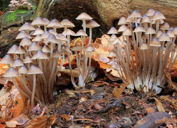 Война с поганками: как избавиться от опасных грибов на дачном участке