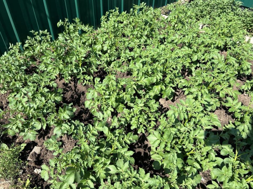 Секрет раннего урожая: как вырастить картошку на два месяца раньше соседей