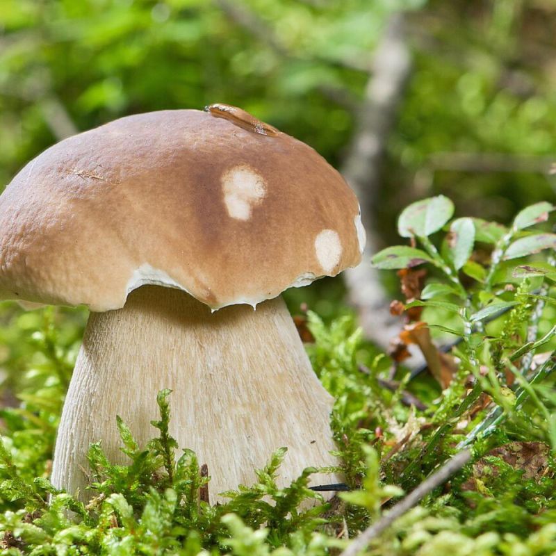 Выращивание белых грибов: секреты, которые удивят соседей