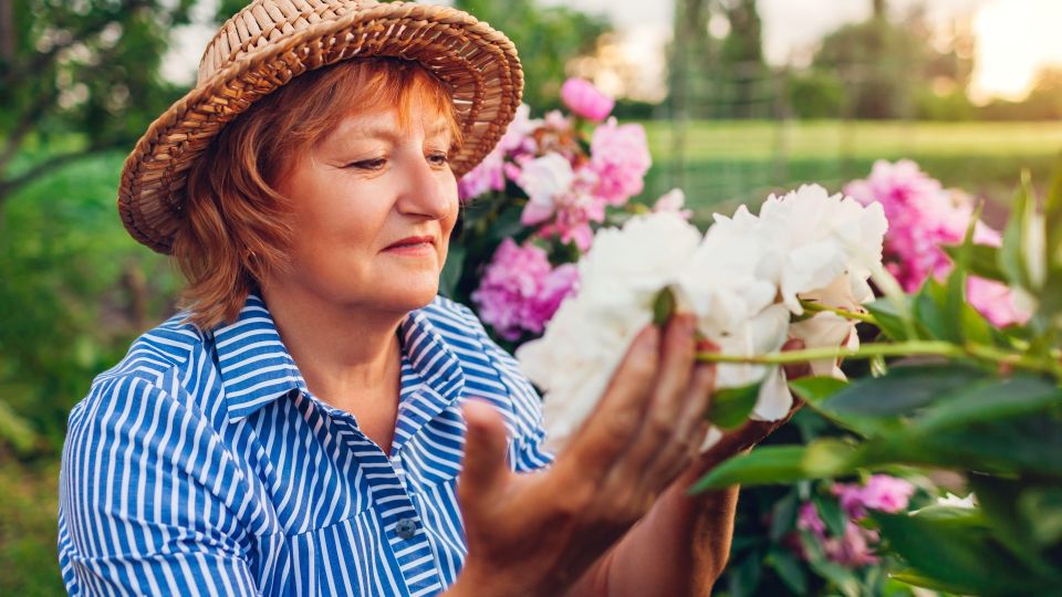 Точно не под самый корень: вот куда нужно лить удобрение для пионов