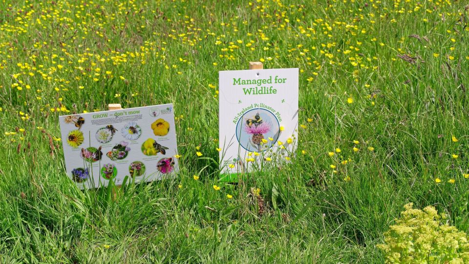 Не ждите весны для посева газона: идеальный «ковер» выращивают в другие времена года