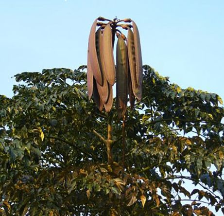 Ороксилум индийский: дерево, которое вызывает страх и восхищение