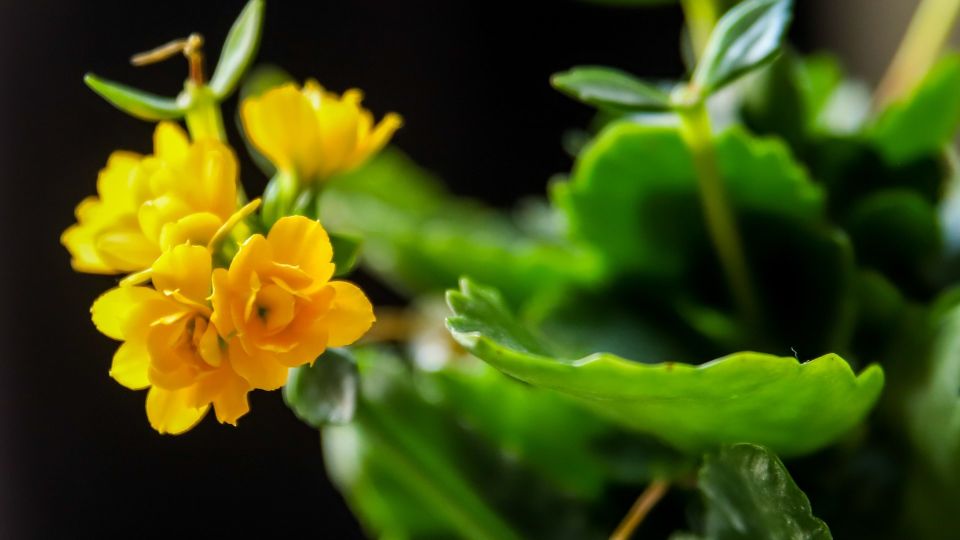 Каланхоэ выпустит яркие бутоны без подкормки: важны два нюанса