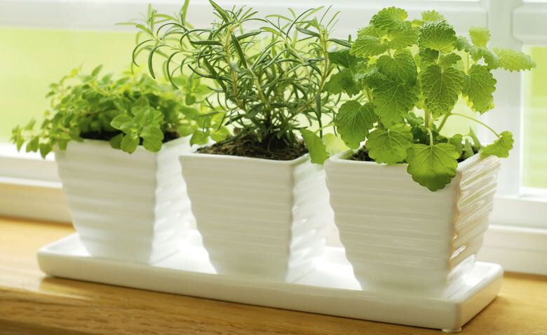 Как вырастить прованские травы у себя дома: секреты и советы