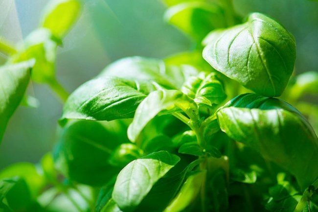 Как американский базилик может замедлить старение мозга: новое исследование