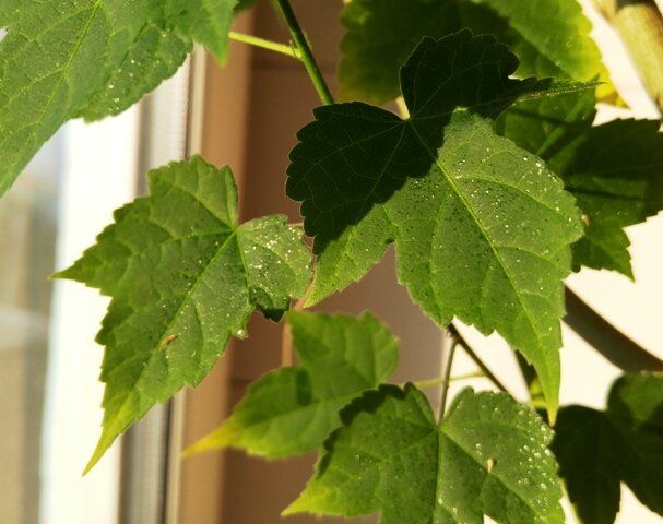 Способы борьбы со щитовкой на комнатных растениях