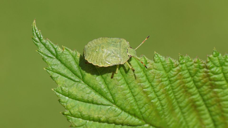 Влейте этот раствор в почву уже сейчас: от надоедливых клопов избавитесь мигом