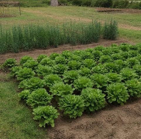 ��� ������ ������ ����������� �����: ������� ��������� ����������