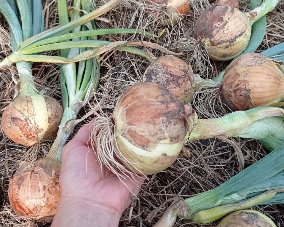 ������ � ���� � �������: �������� ���� ����� ��������