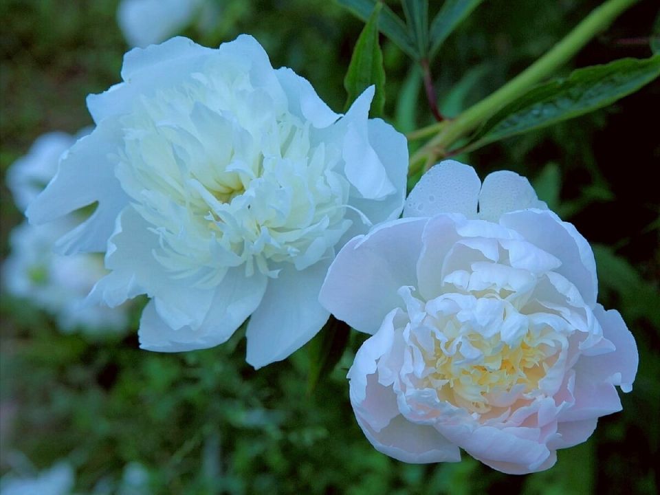 Очарование белых пионов: тайны сорта, пережившего десятилетия