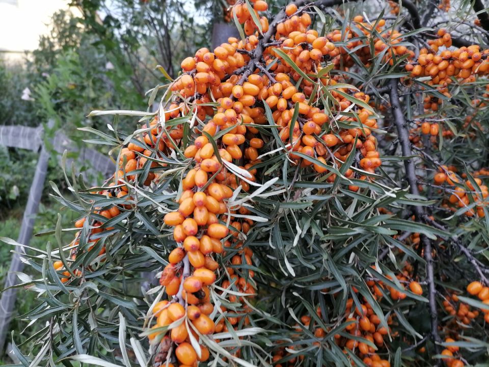 Облепиха: как выбрать лучший сорт для вашего сада