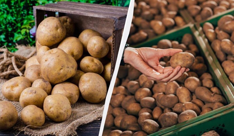 ������� ���������� �������� ��������: ��� ��������� ������ �� �����