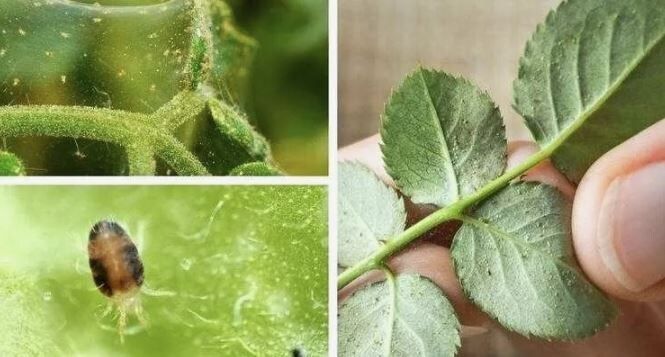 ��� ���������� �������� � ��������� ������ �� �������� ���������