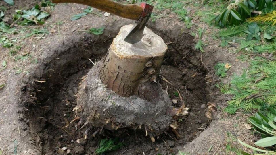 Как всего за 7 минут избавиться от пня на даче: секреты быстро и просто