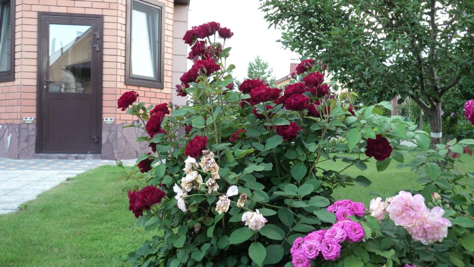 Уход за розами весной: секреты успешного розария