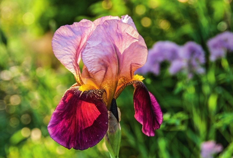 Ирисы: выбираем цветок для вашего сада