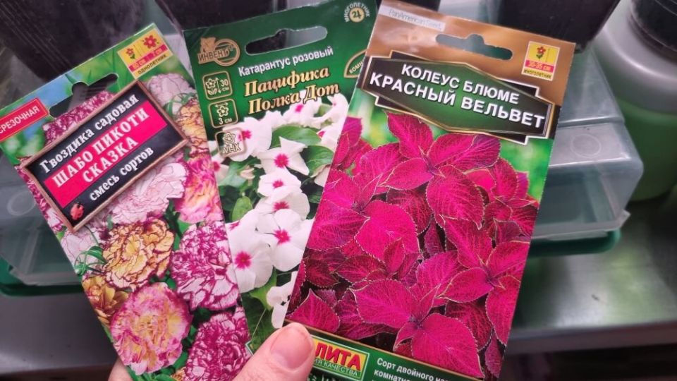 ��� ����� �� ������� � ������