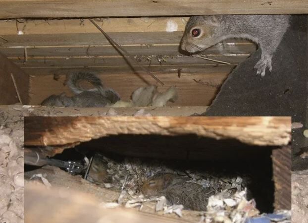 Как защитить сад от грызунов: советы по борьбе с непрошеными гостями