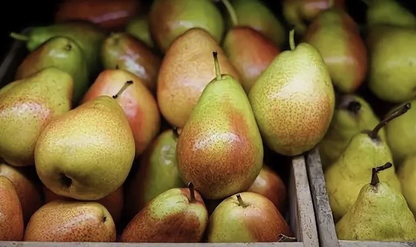 Как сохранить груши до весны: проверенные секреты и советы