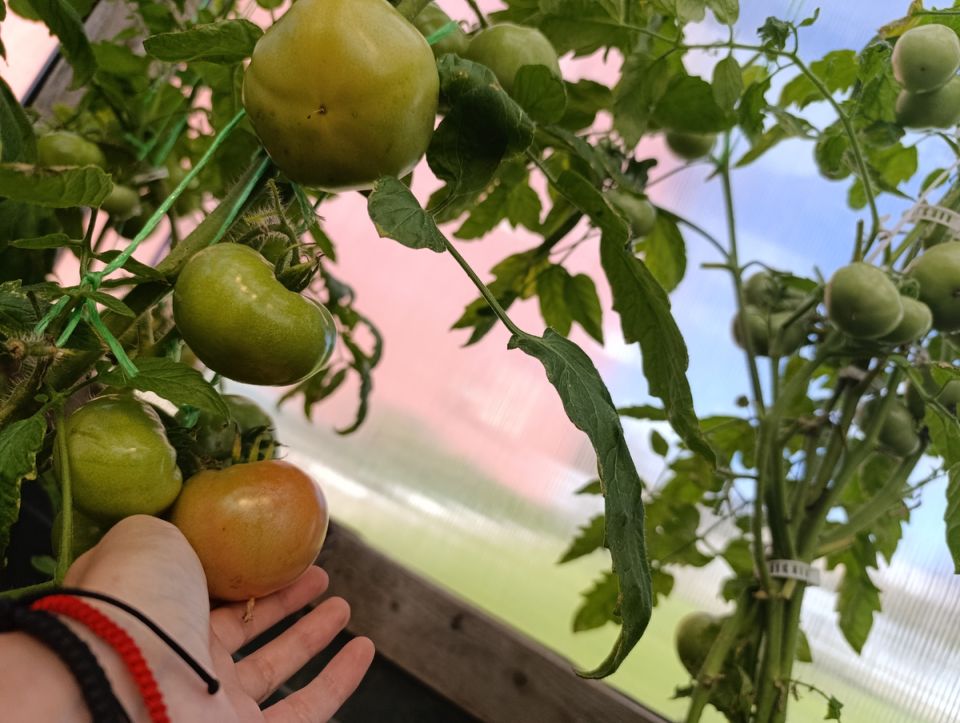 Как ускорить созревание помидоров: секреты для дачников