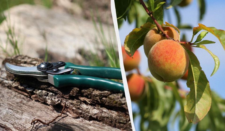 ������� ���� �� �����: ����� ������� ����� �� ��������