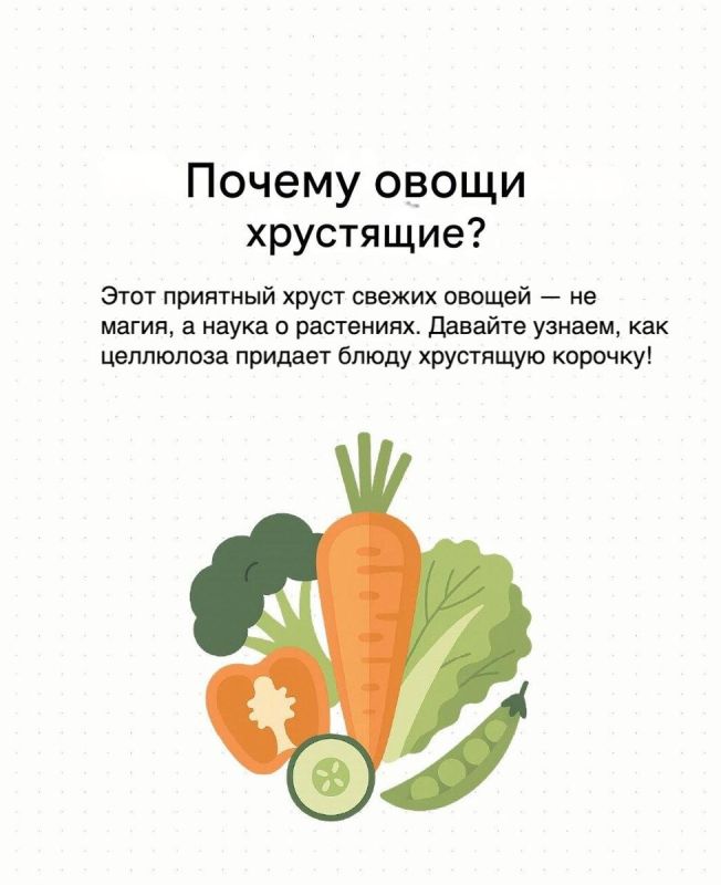 Почему овощи хрустят: тайны природы на вашем столе