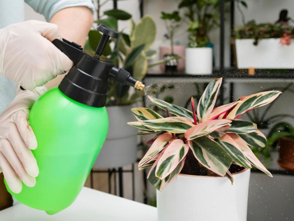 ������� ��������� ��� ������ ��������: ��� �������� �������� ��������� � ��������