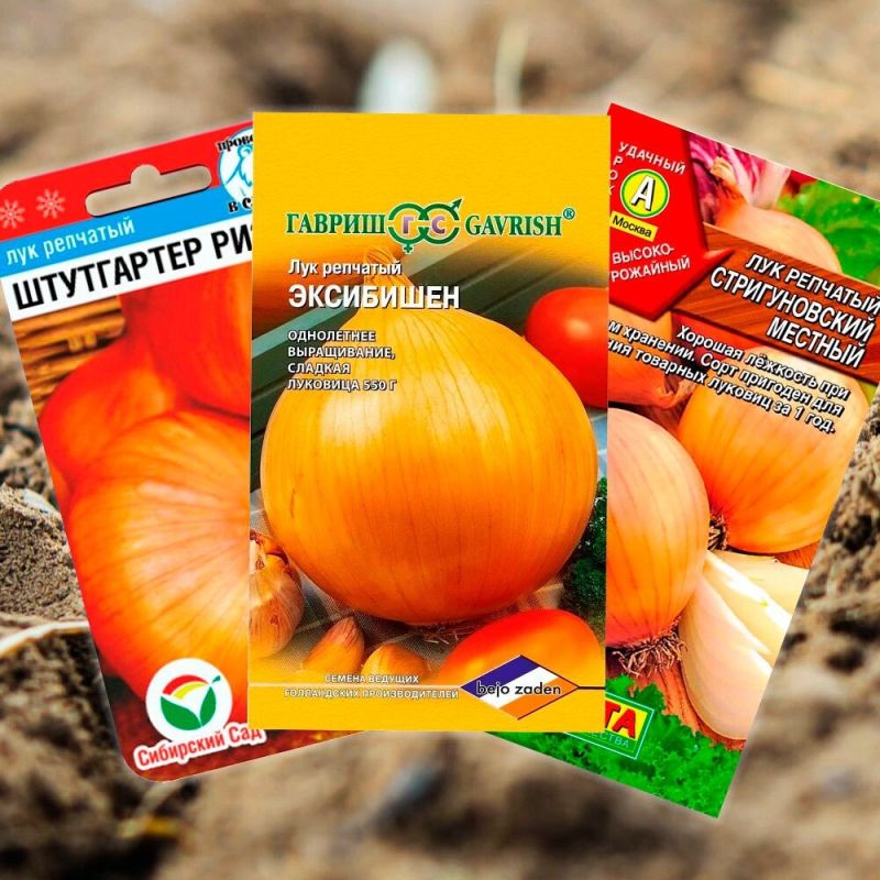 ��������� �����: ������ ������� ������ � �������� ������