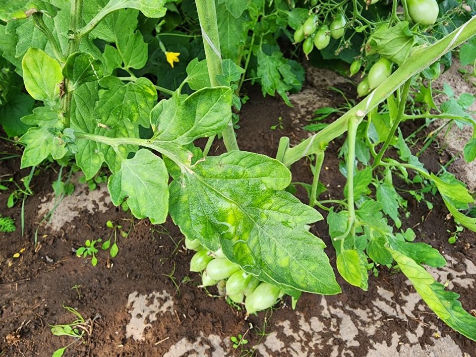 ������ ����� �� ������� �������: ������� � �������