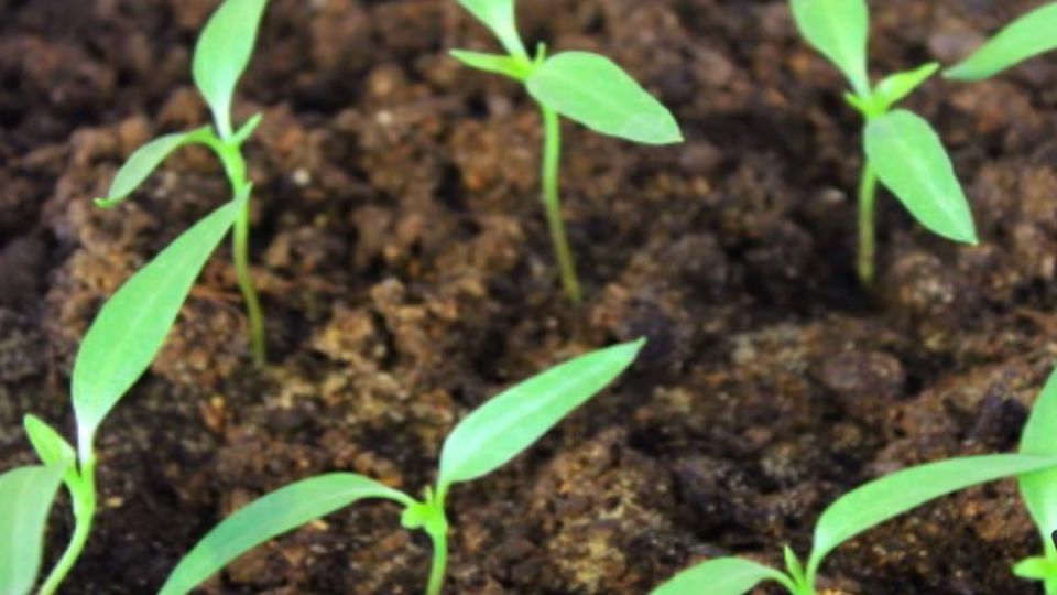 ������� ��������� ������ �����: ����� � ��� ��������� ����� � 2026 ����