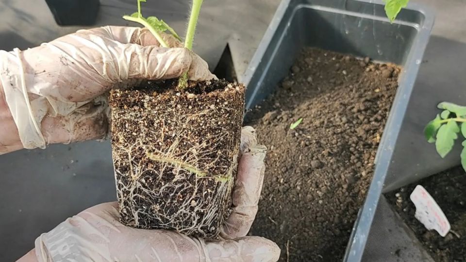 Крепкая рассада: секреты успешного роста