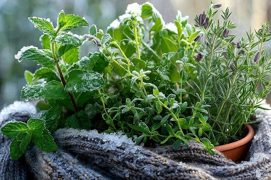 ����������� ������ �����: ��� ��������� ������ �����