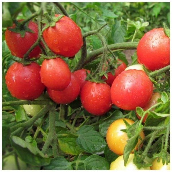 ����� ����� �������� ������: ��������� ����� ��� ����������� �������