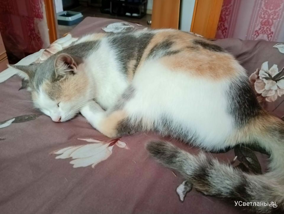 ����������� �����: ���������� ������������ � �������� ��������