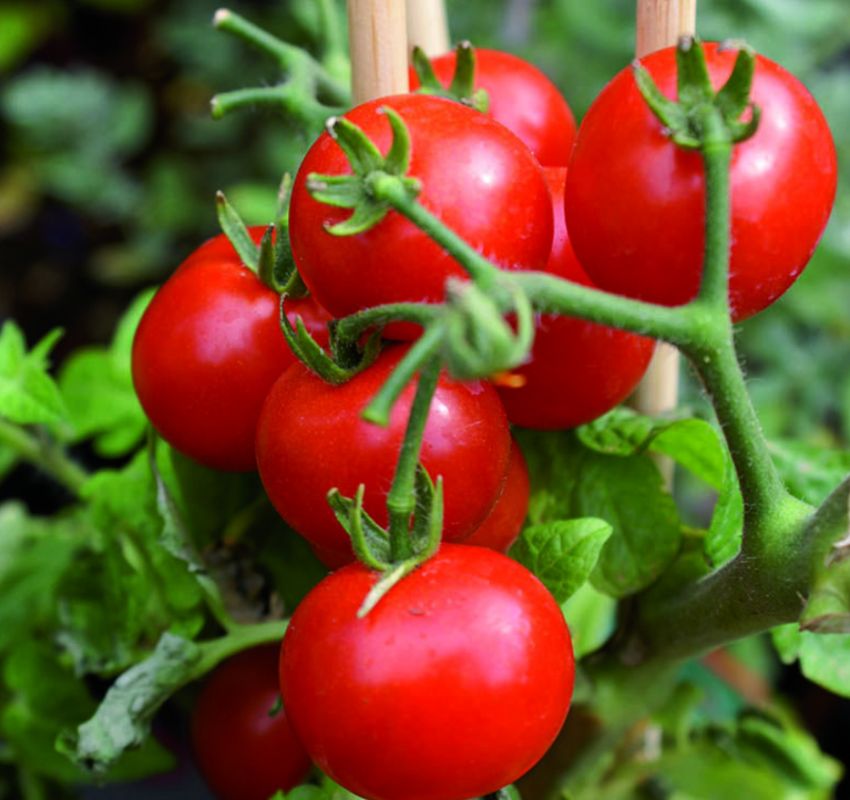 ��� �������� ��������� ������ ���������: ������� �������� �����������