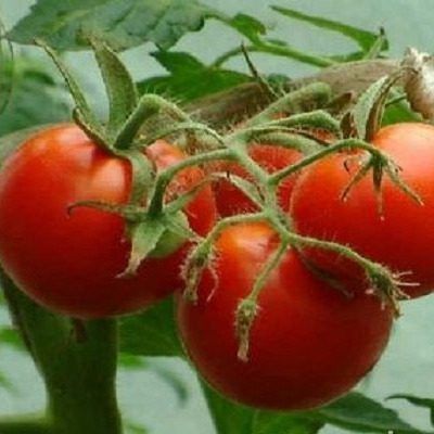 ����� ������-�������: ��� ������� ������� ������ ������ ������